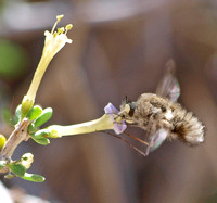 Bee fly - Family Bombyliidae, Subfamily Bombyliinae , Tribe Bombyliini