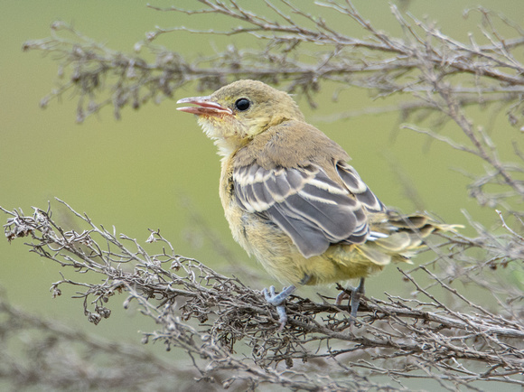 Hooded Oriole - Icterus cucullatus