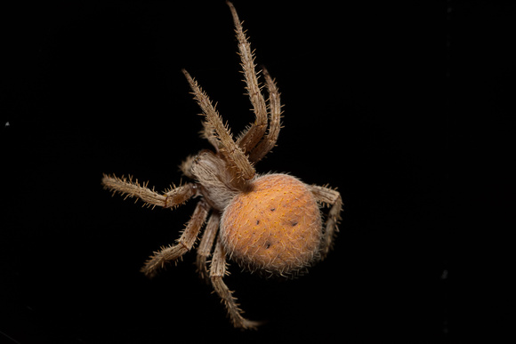 Hentz's orbweaver - Neoscona crucifera