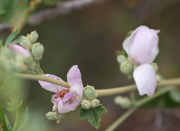 Bush Mallow - Malacothamnus fasciculatus