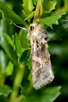 Armyworm moth - Spodoptera sp