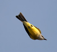 Tropical Kingbird - Tyrannus melancholicus