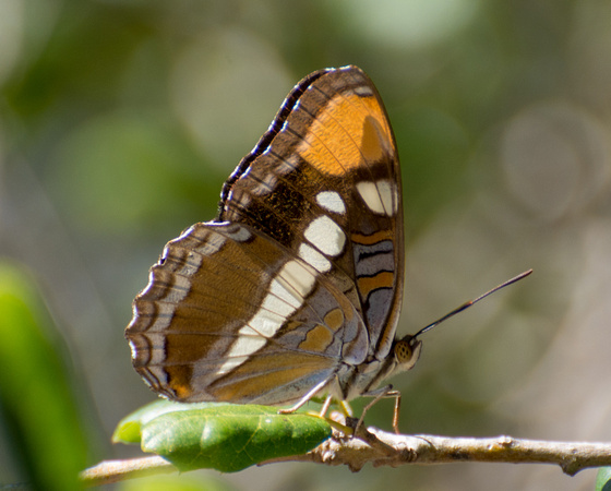 California sister - Adelpha californica