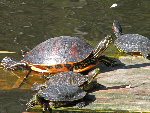 Florida red-bellied turtle -  Pseudemys nelsoni