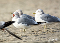 Mew Gull - Larus canus
