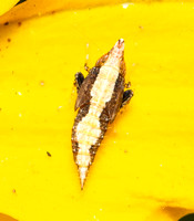Leafhopper - Scaphytopius sp.
