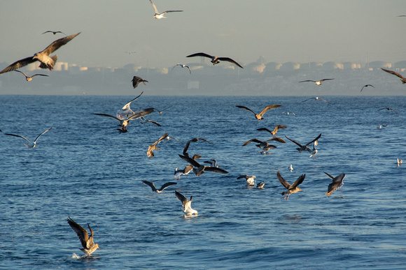 Western Gull - Larus occidentalis