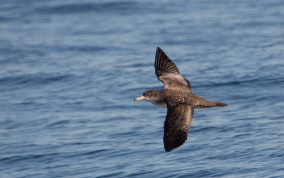 Pink-footed Shearwater - Ardenna creatopus