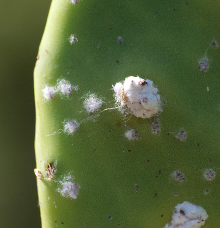 Cocchineal - Dactylopius sp.
