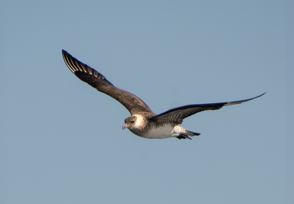 Pomarine Jaeger - Stercorarius pomarinus