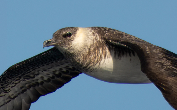 Pomarine Jaeger - Stercorarius pomarinus