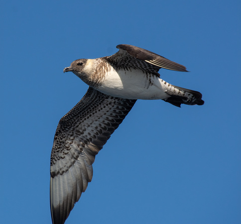 Pomarine Jaeger - Stercorarius pomarinus