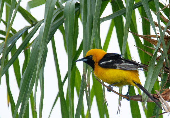 Hooded Oriole - Icterus cucullatus