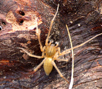 Longlegged spider - Cheiracanthium inclusum