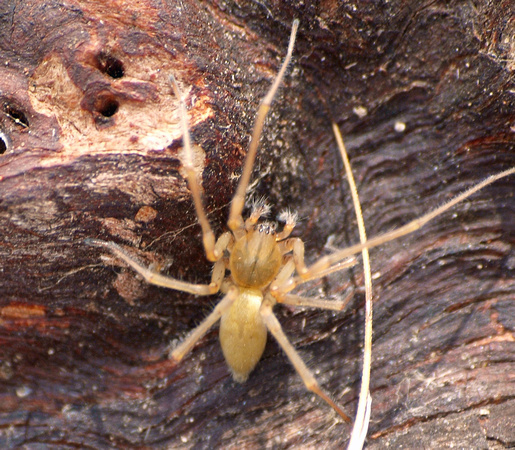 Longlegged spider - Cheiracanthium inclusum