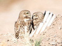 Burrowing Owl - Athene cunicularia