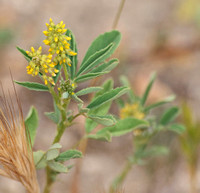 Yellow Sweetclover - Meliotus indicus