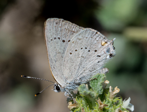 Sylvan Hairstreak - Satyrium sylvinus sylvinus