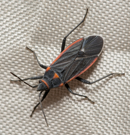 Seed bug - Melacoryphus lateralis