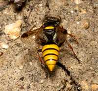 Sand Wasp - Hoplisoides sp.