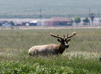 Tule Elk - Cervus canadensis ssp. nannodes