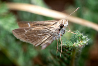 Eufala skipper  - Lerodea eufala