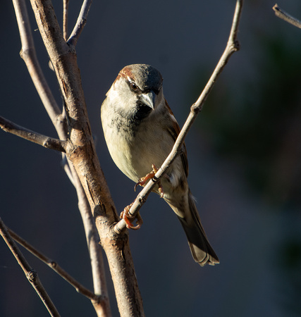 House Sparrow - Passer domesticus