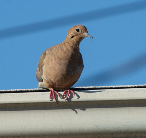 Mourning Dove - Zenaida macroura