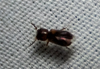 Auger beetle - Xylobiops sp.