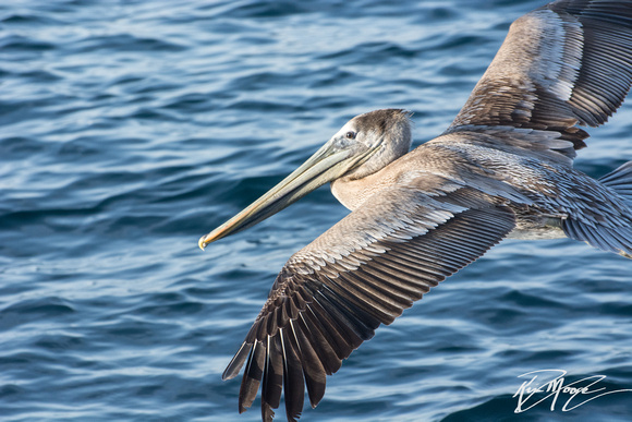 Brown Pelican - Pelecanus occidentalis