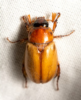 Family Scarabaeidae - Scarab Beetles