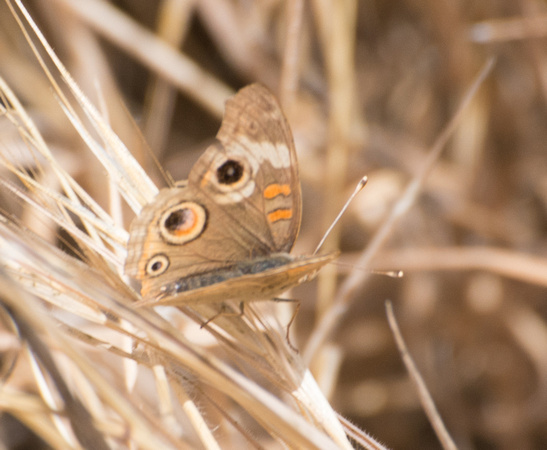 Gray Buckeye - Junonia grisea