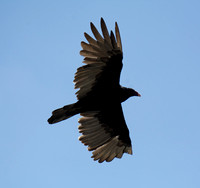 Turkey Vulture - Cathartes aura
