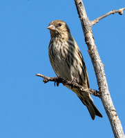 Pine Siskin - Spinus pinus