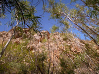Looking up through the willows
