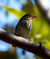 Ovenbird - Seiurus aurocapilla
