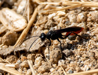 Wasp - Sphex lucae