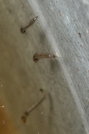 Yellow Fever Mosquito - Aedes aegypti