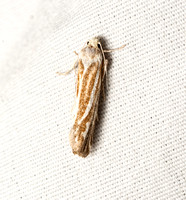 Tortricid moth - Pelochrista avalona