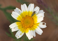 Potato bug - Closterotomus norvegicus