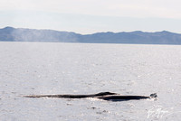 Fin Whale- Balaenoptera physalus