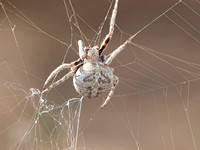 Orb weaver - Araneus andrewsi