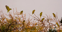 Red-crowned Parrot - Amazona viridigenalis