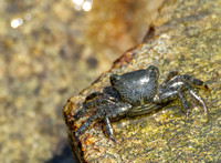 Striped shore crab - Pachygrapsus crassipes