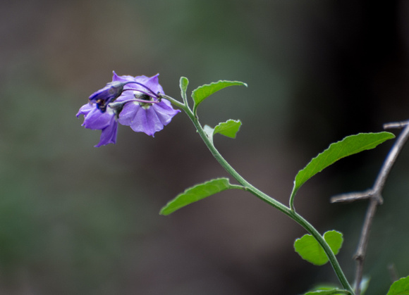 Purple Nightshade - Solanum sp.