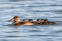 Ruddy Duck - Oxyura jamaicensis