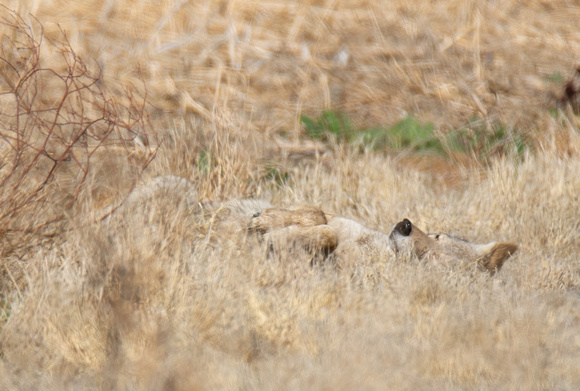 Coyote - Canis latrans