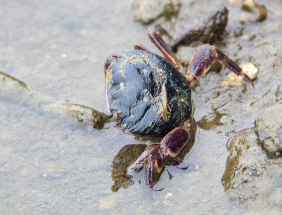 Striped shore crab - Pachygrapsus crassipes