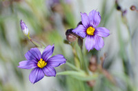 Blue-eyed Grass - Sisyrinchium bellum