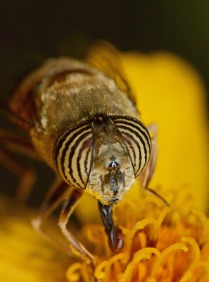 Stripe-eyed flower fly - Eristalinus taeniops
